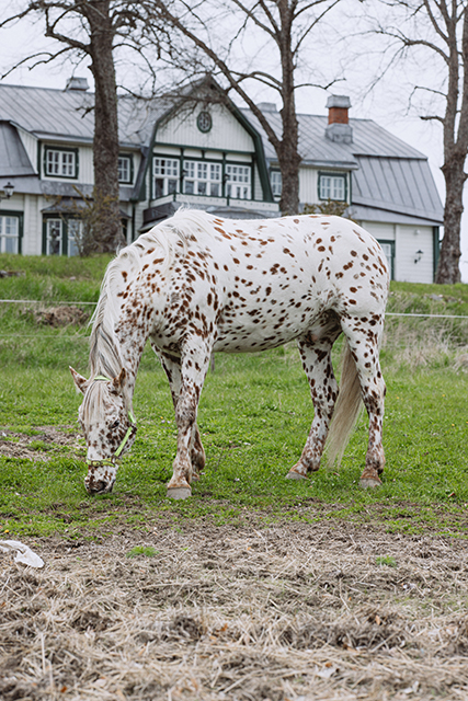 Yksityiskohtia kartanolta